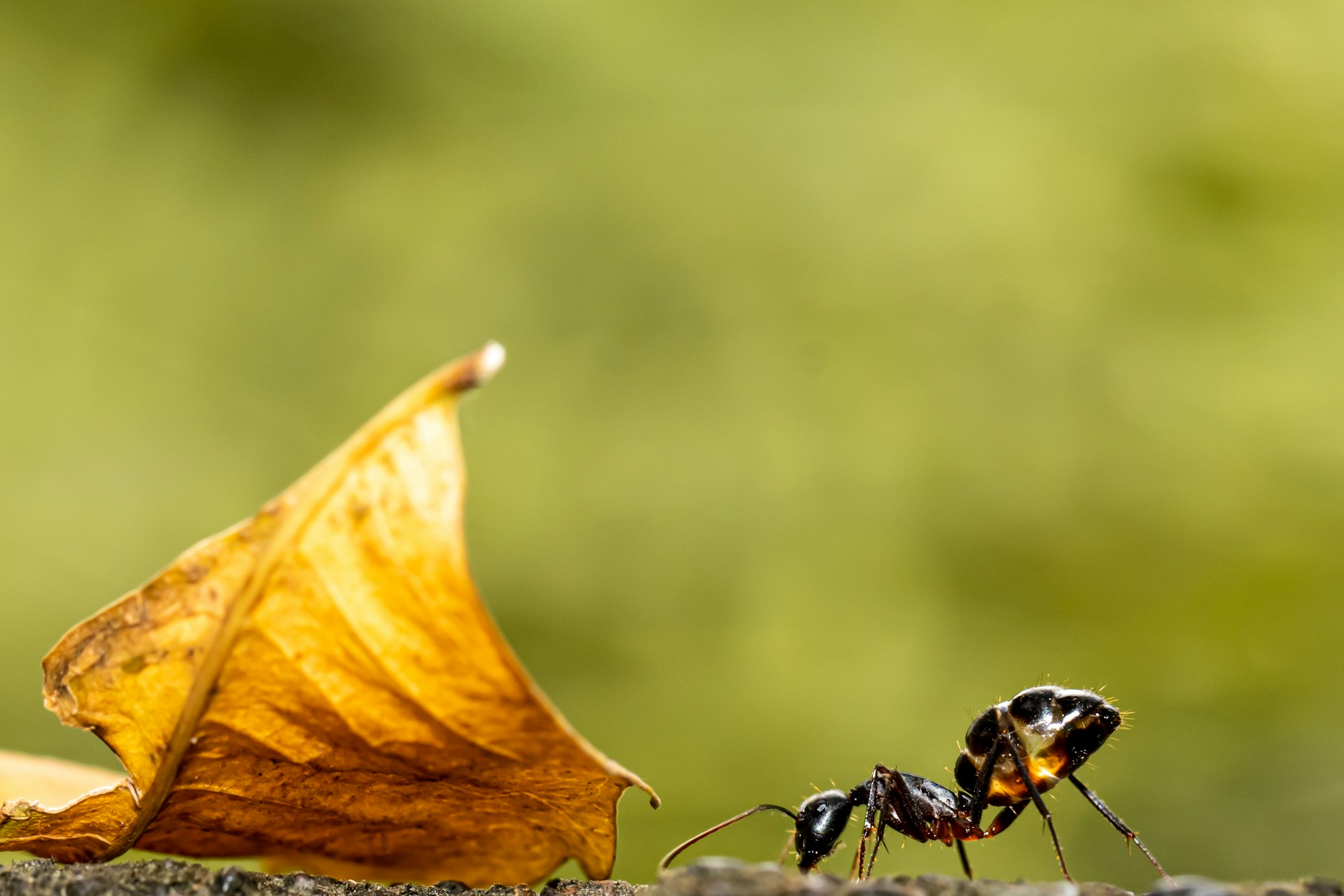 Carpenter Ants