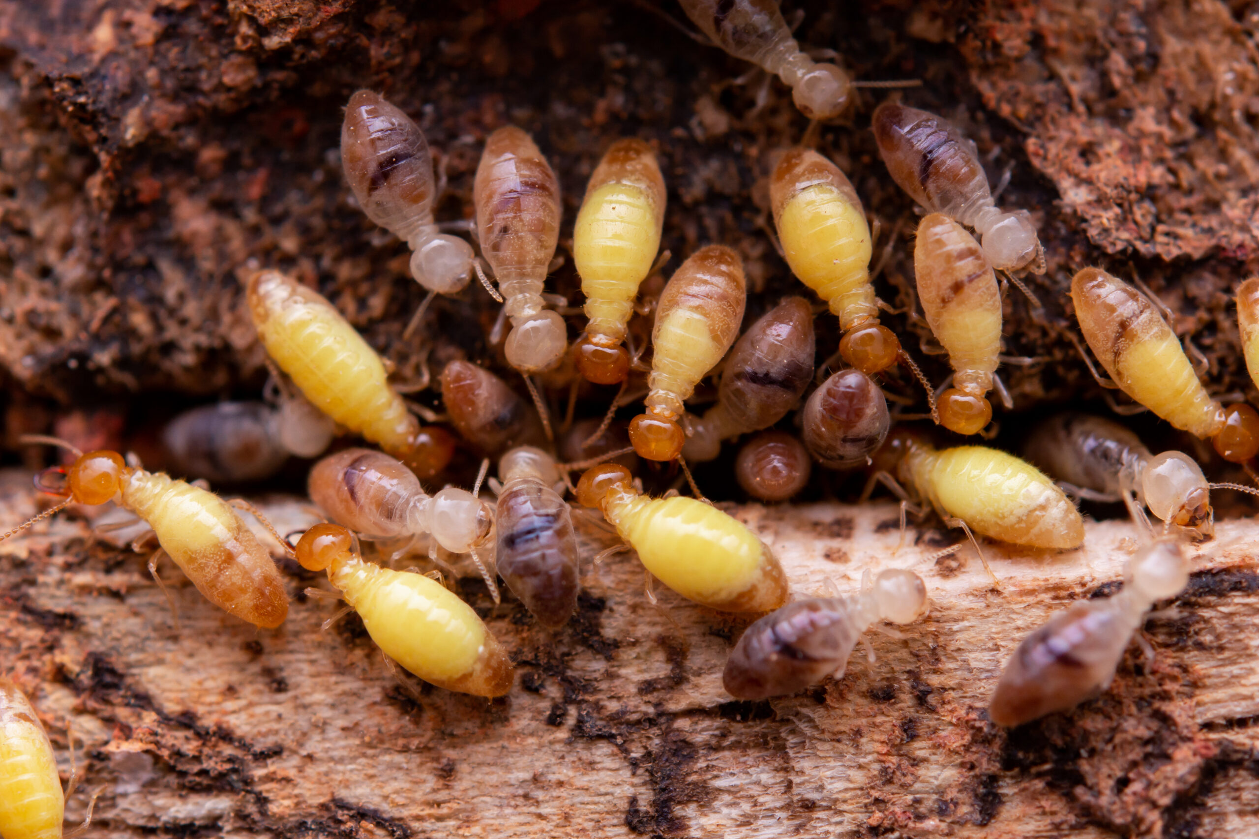 Termites scaled