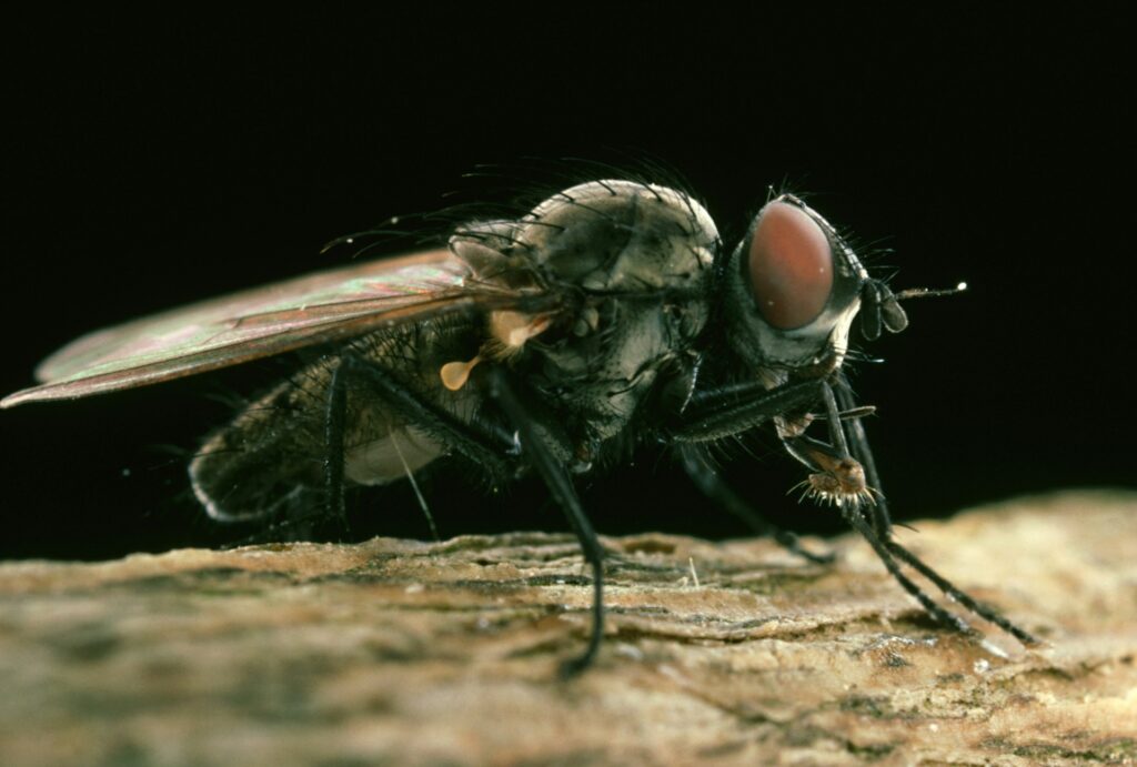 A fly with large eyes and long legs perched on a surface.