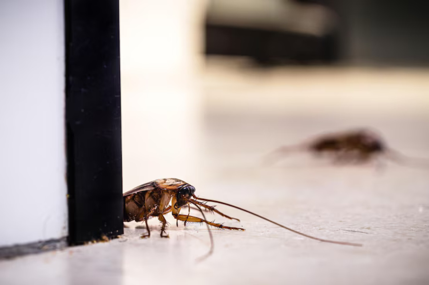 cockroach