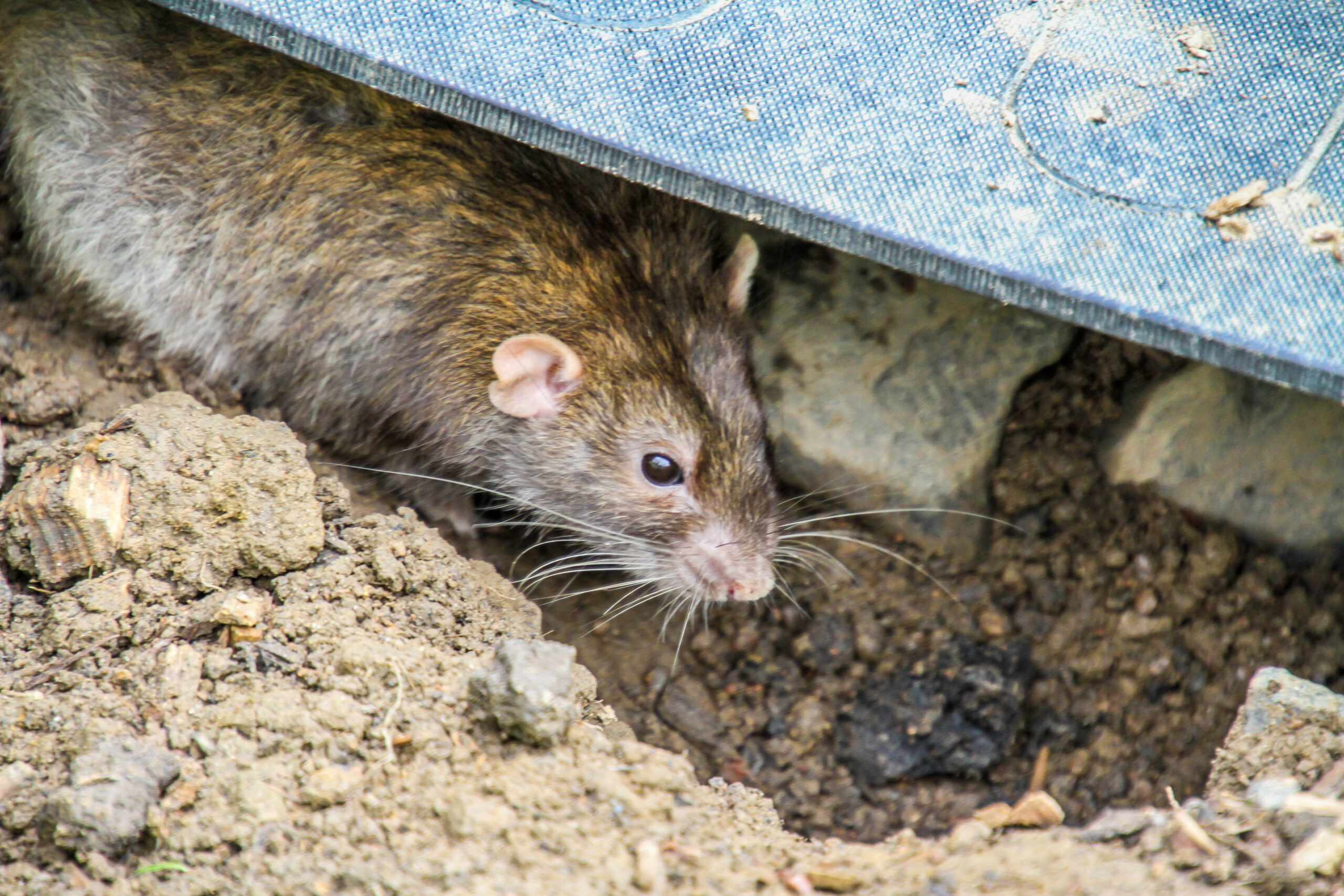Blog 6 rat exterminator