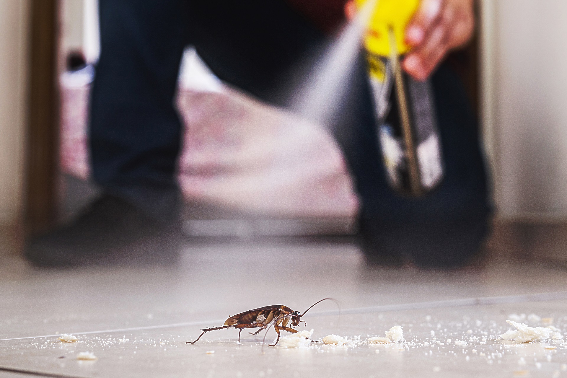 Blog 5 roach extermination