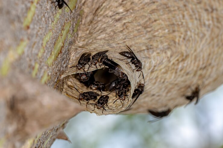 wasp nest