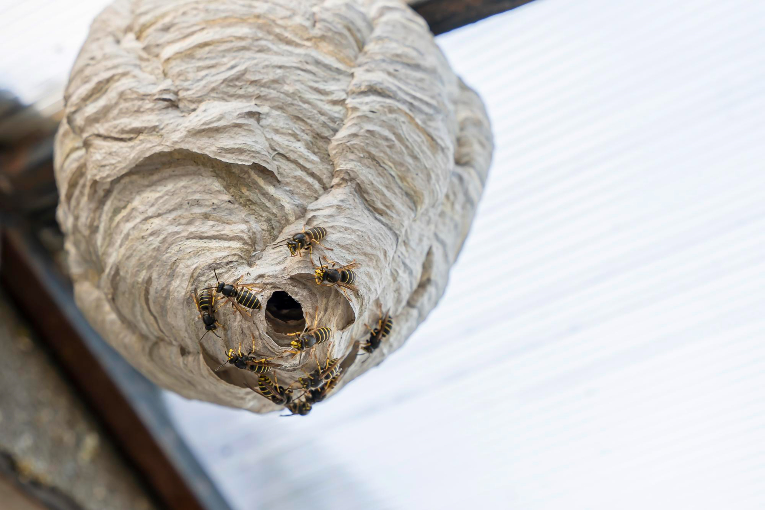 wasp nest