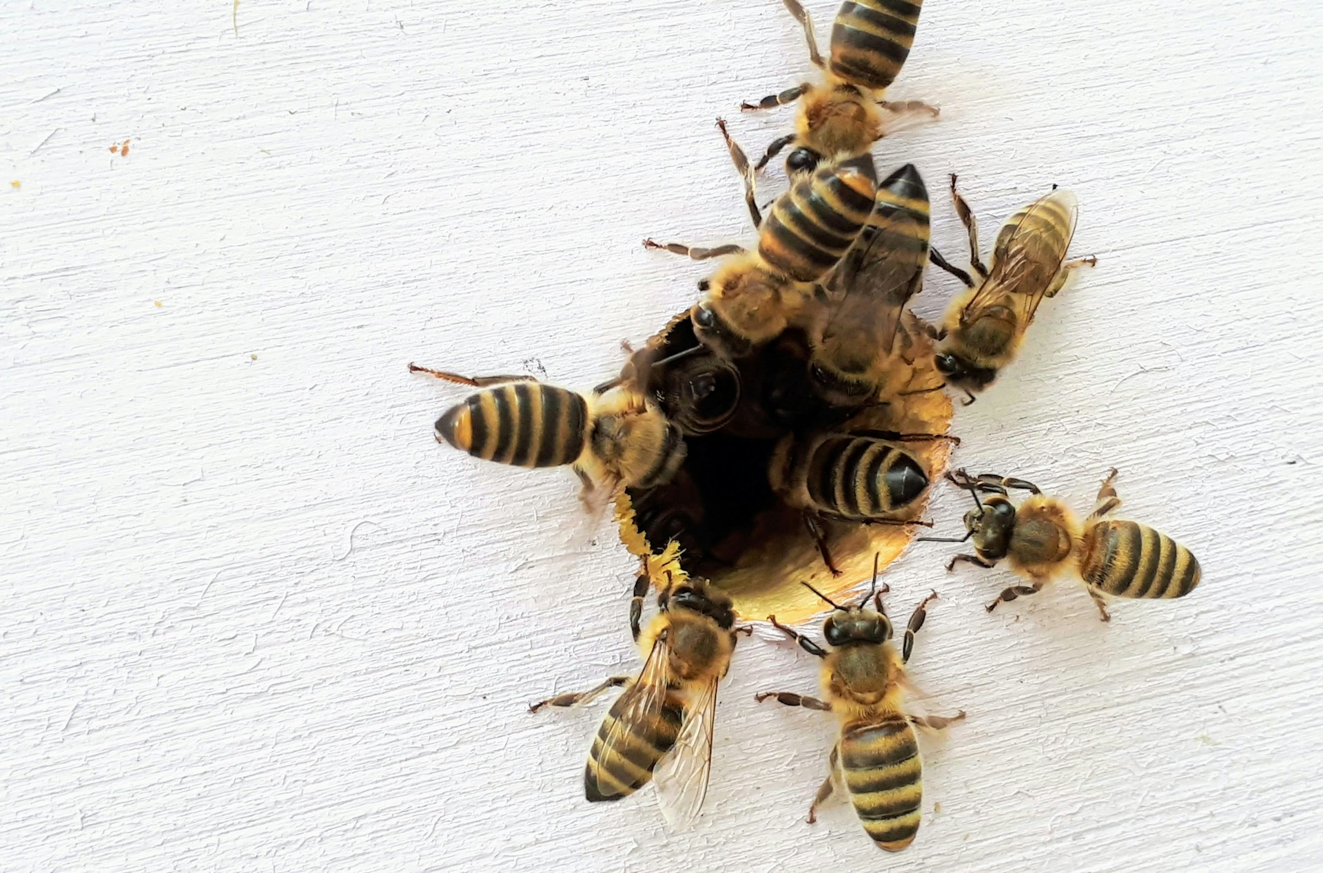 Blog 4 bee removal
