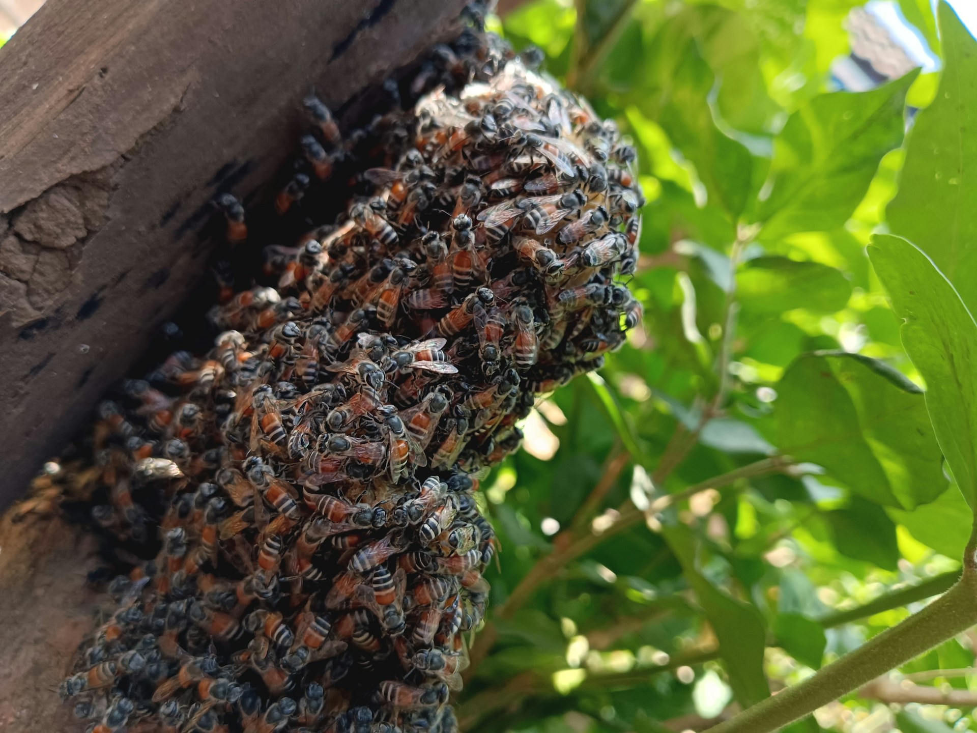 Blog 1 beehive removal