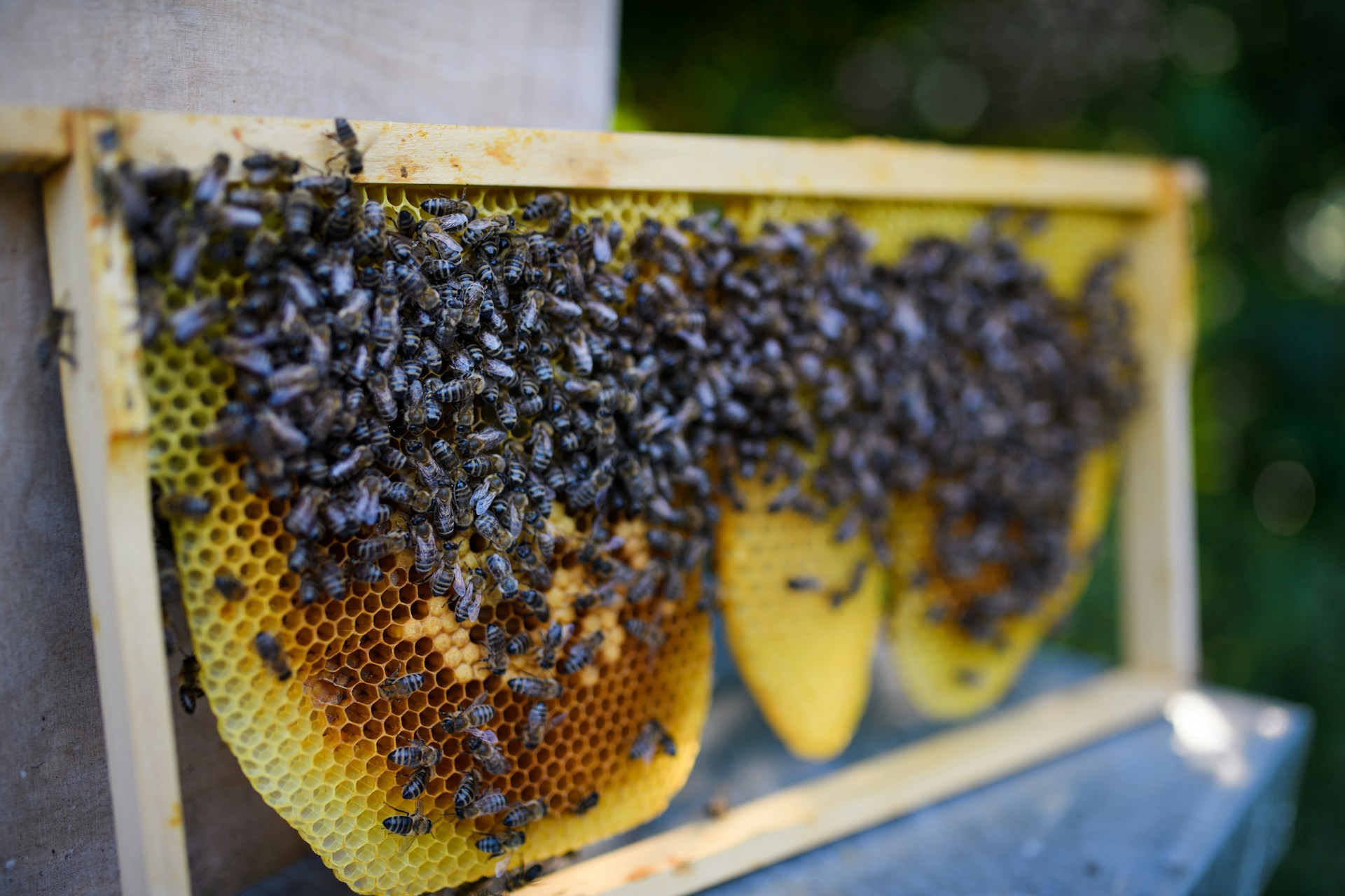Blog 2 bee removal