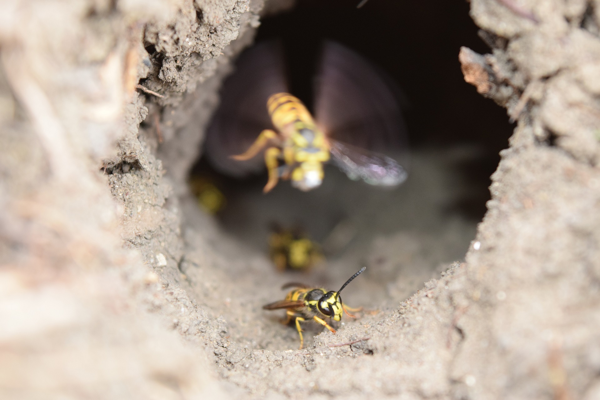 Blog 3 underground bee nest