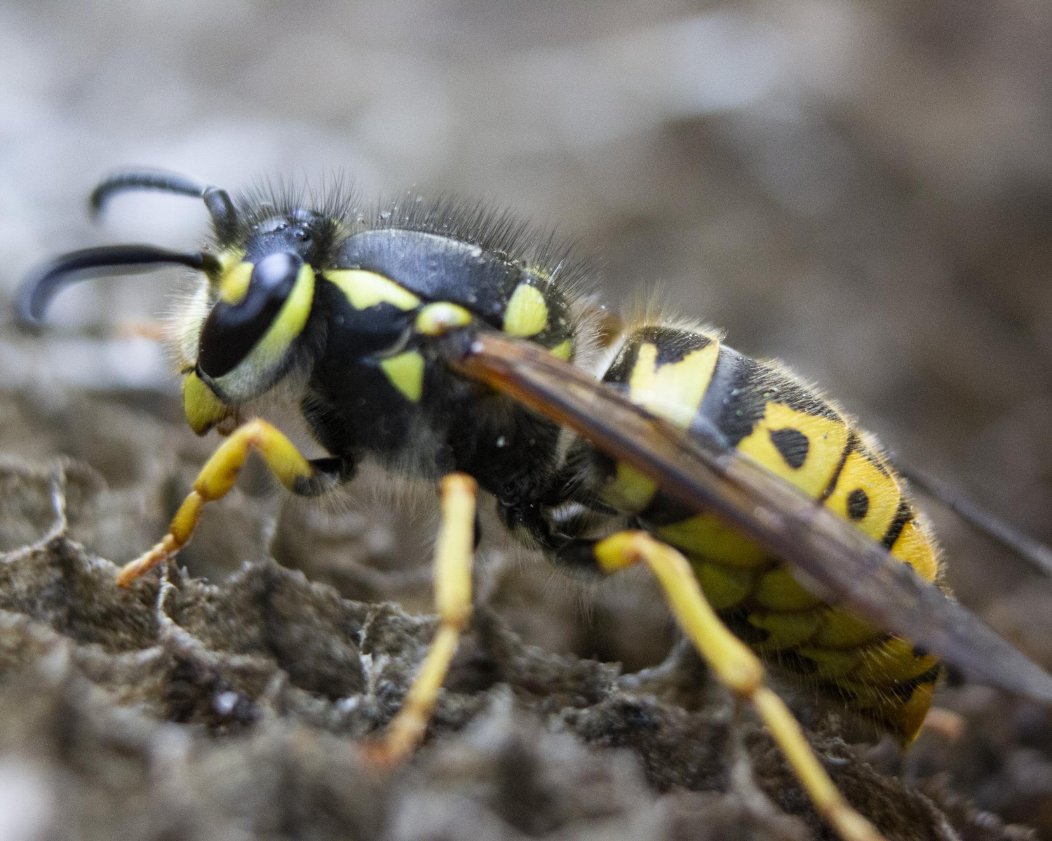 Blog 3 wasp nest
