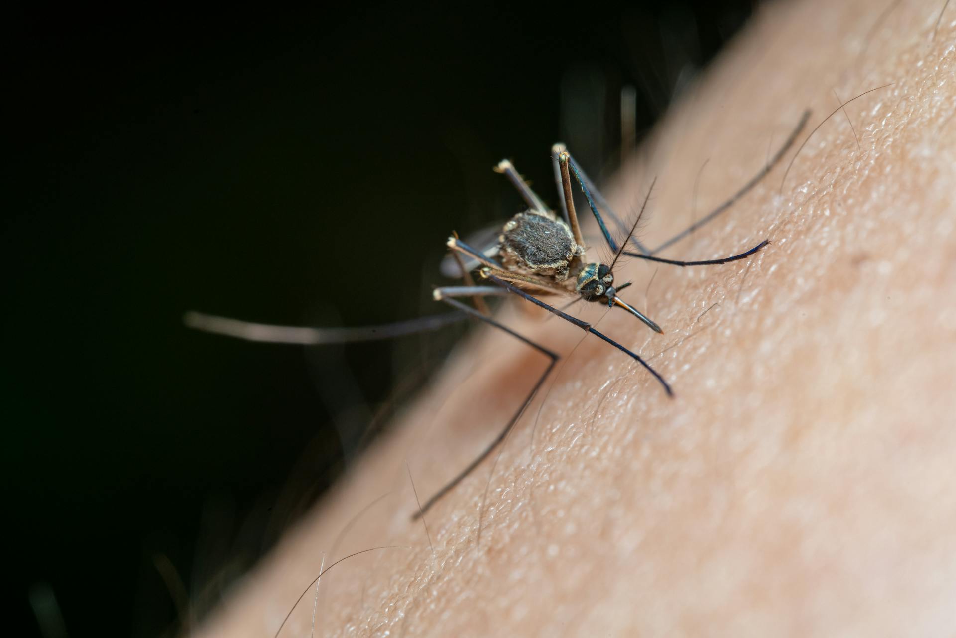 Blog 20 mosquito