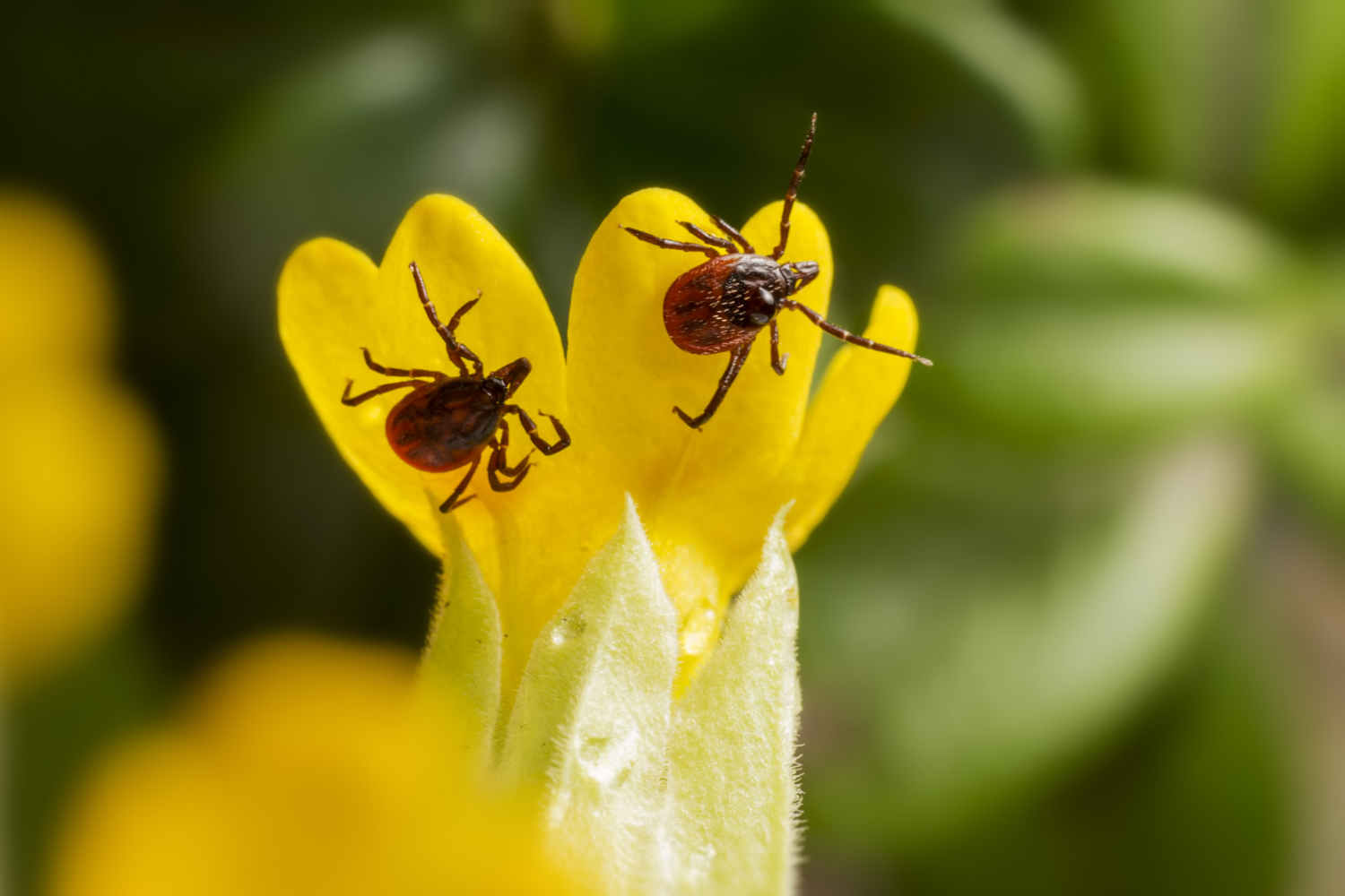 Blog 1 tick