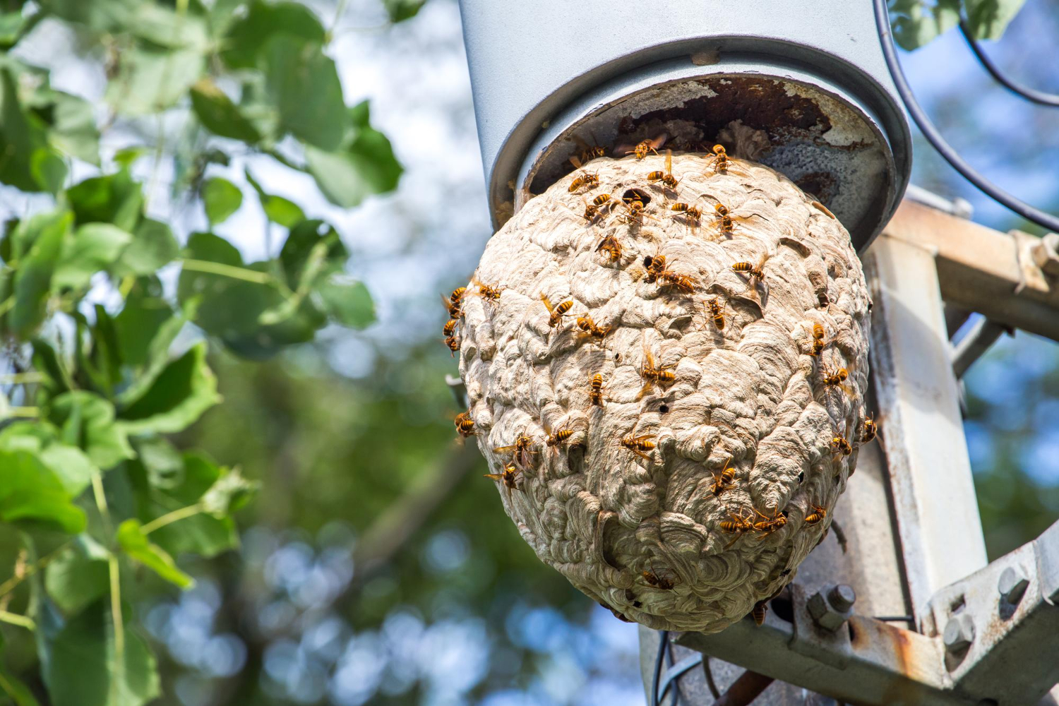 Blog 19 wasp nest
