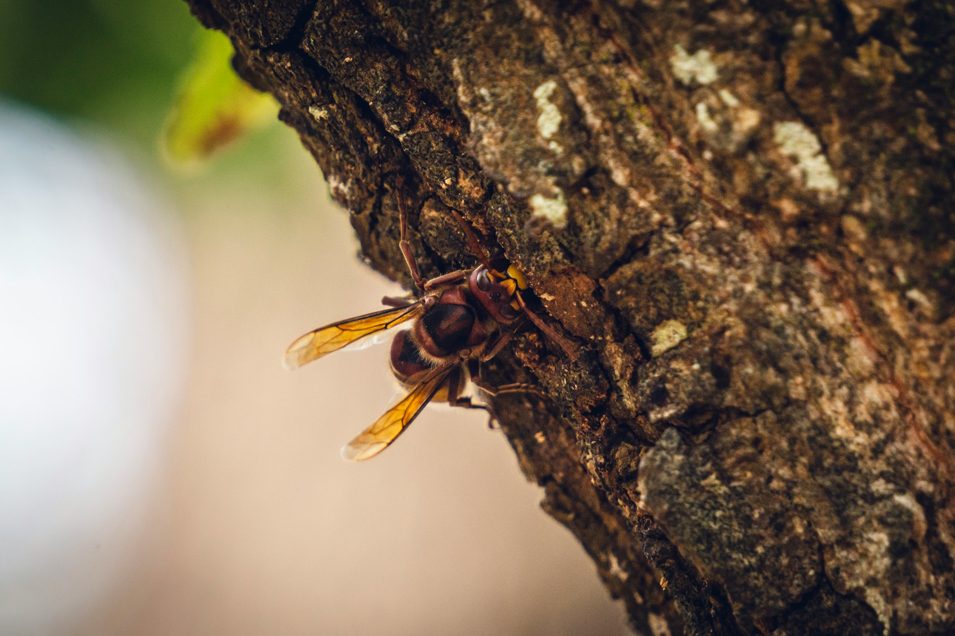 Blog 17 hornet
