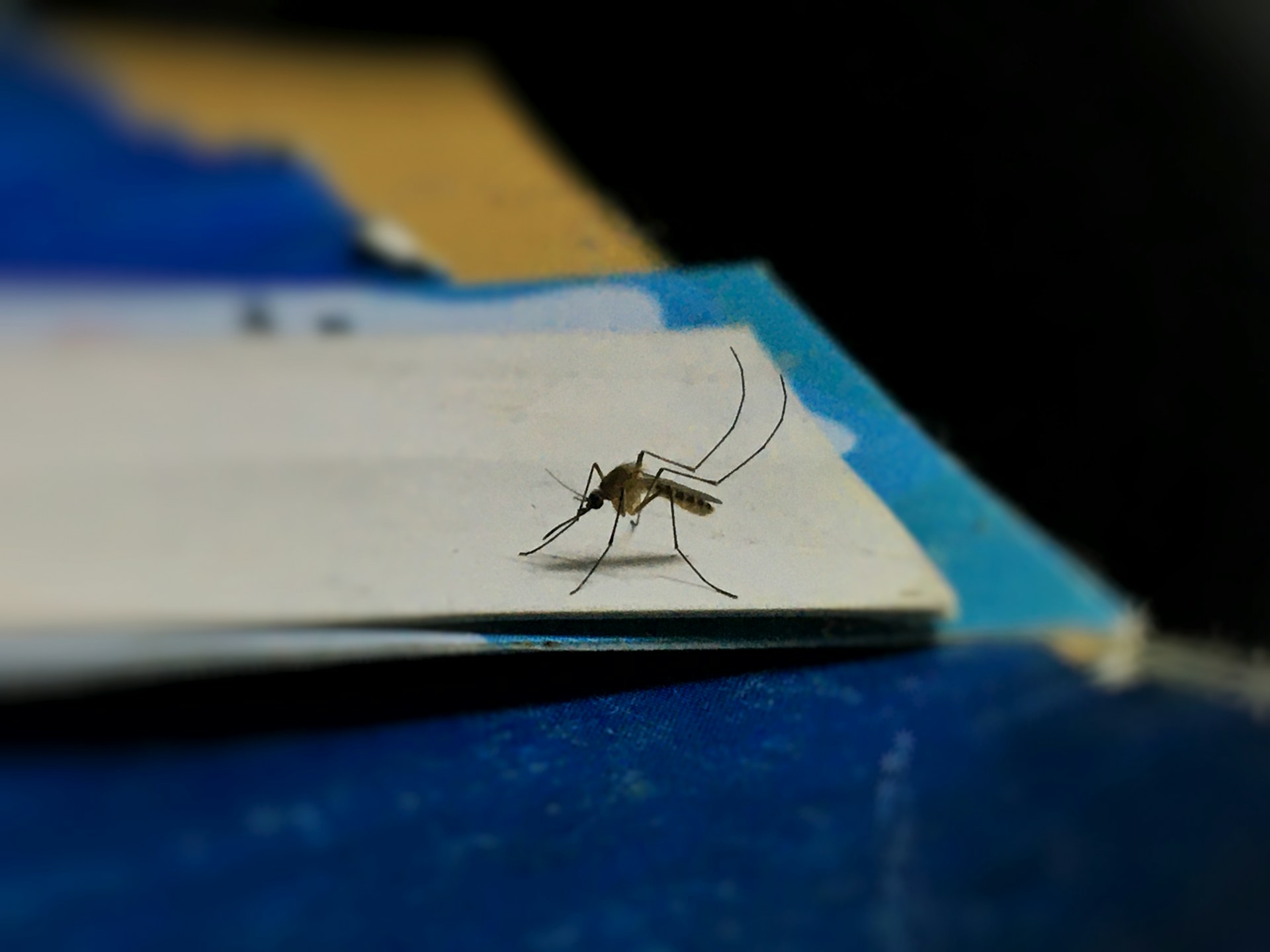 Blog 16 mosquito